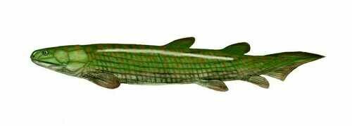 Artists reconstruction of Osteolepis. Creative Commons, by Nobu Tamura (http://spinops.blogspot.com)